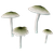 Tinted-Burst Fungus