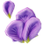 Blütenblatt