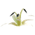 Cloneflower